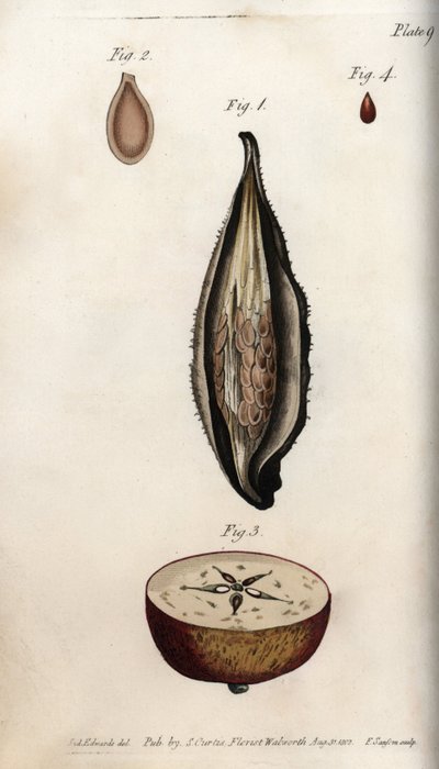 Pericarpo dell
