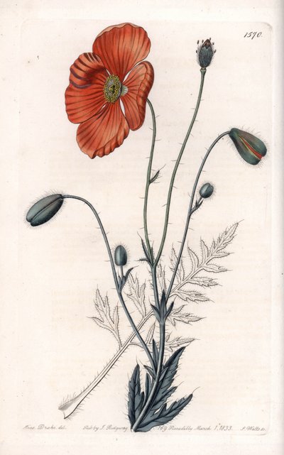 Papavero persiano Varietà - Inciso da S.Watts, da un