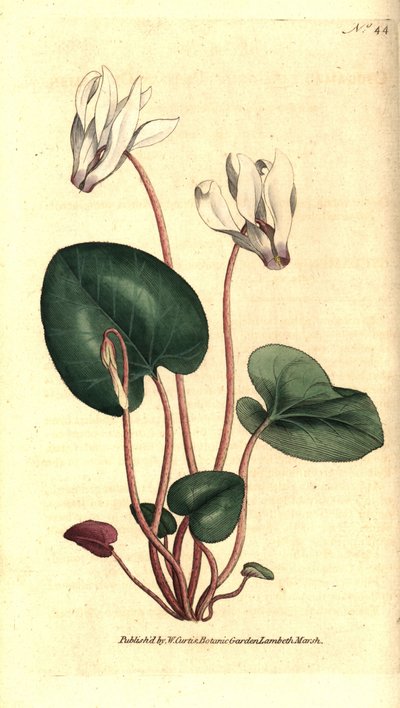 Ciclamino persiano, Cyclamen persicum da Sydenham Teast Edwards
