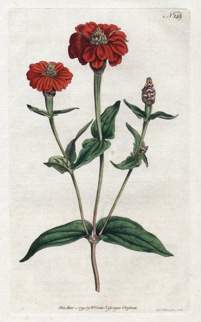 Zinnia peruviana o bresine da Sydenham Teast Edwards