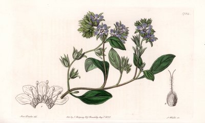 Phacelia, endemica della California - Incisa da S. Watts, da un
