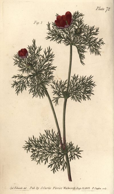 Occhio di fagiano, Adonis annua, Polygynia, fiore ermafrodita con molti pistilli (incisione a mano colorata di F. Sansom da un