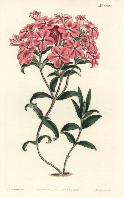 Phlox della Carolina - Phlox peloso di Fraser, Phlox amoena da Sydenham Teast Edwards