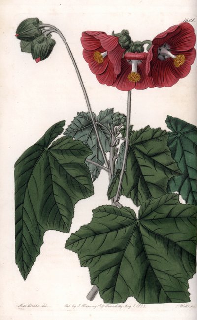 Phymosia varietà, fiori rossi, nativa del Messico (incisione di S. Watts, illustrazione di Sarah Anne Drake, dal Botanical Register di Sydenham Edwards) da Sydenham Teast Edwards