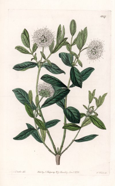 Pimelea Variete - Piastra incisa da S. Watts, da un