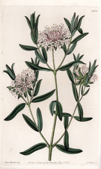 Pimelea sylvestris, nativa dell
