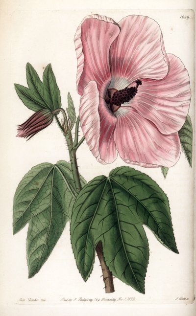 Ibisco rosa da Sydenham Teast Edwards