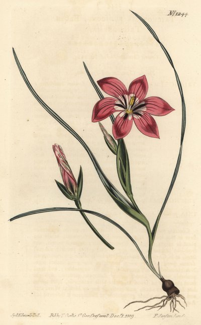 Romulea flava da Sydenham Teast Edwards