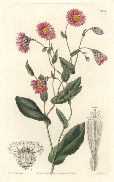 Rhodanthe rosa, nativa dell