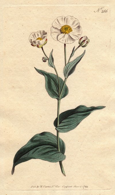 Ranuncolo a foglia di piantaggine con fiori bianchi e cuore giallo da Sydenham Teast Edwards