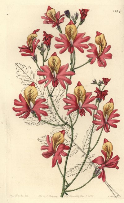 Orchidea del povero, Schizanthus grahamii da Sydenham Teast Edwards