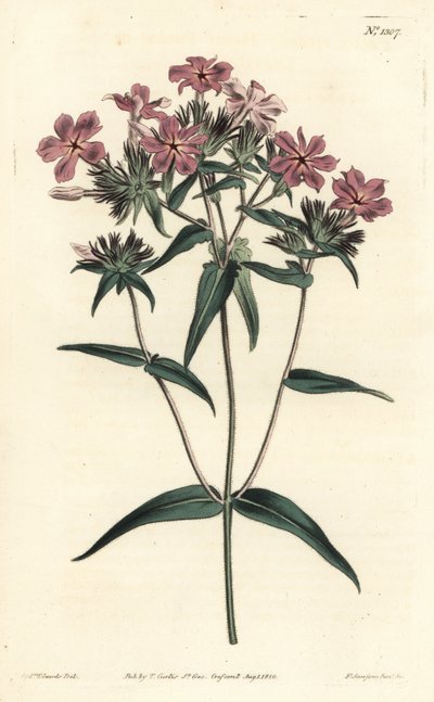 Flox della prateria - Flox peloso o lychnidea, Phlox pilosa da Sydenham Teast Edwards