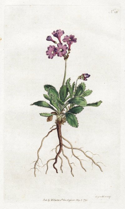 Primula marginata - Litografia di Sydenham Edwards (1768-1819), tavola dal Botanical Magazine di William Curtis (1746-1799) da Sydenham Teast Edwards