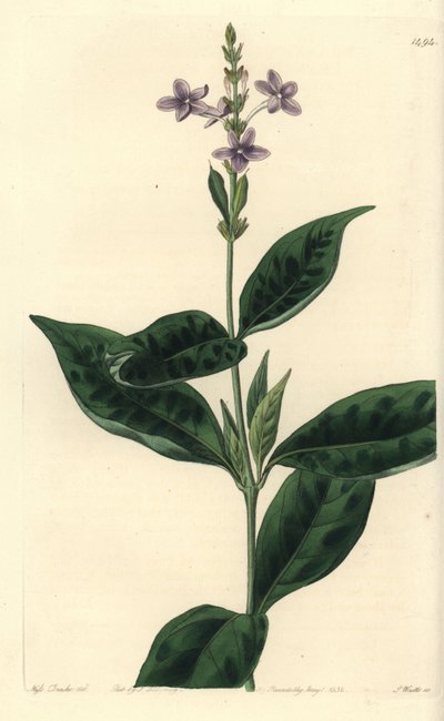 Pseuderanthemum faecundum da Sydenham Teast Edwards
