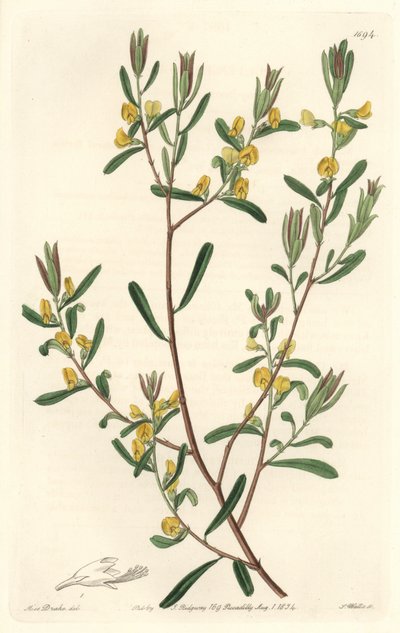 Pultanea flexilis, nativa dell