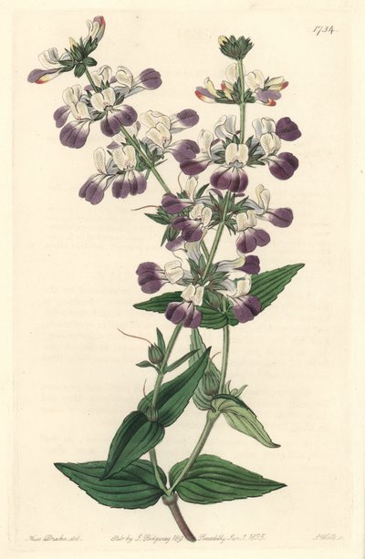 Pagoda cinese viola, originaria della California da Sydenham Teast Edwards