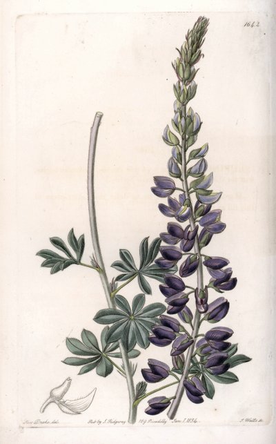 Lupino viola Variete da Sydenham Teast Edwards