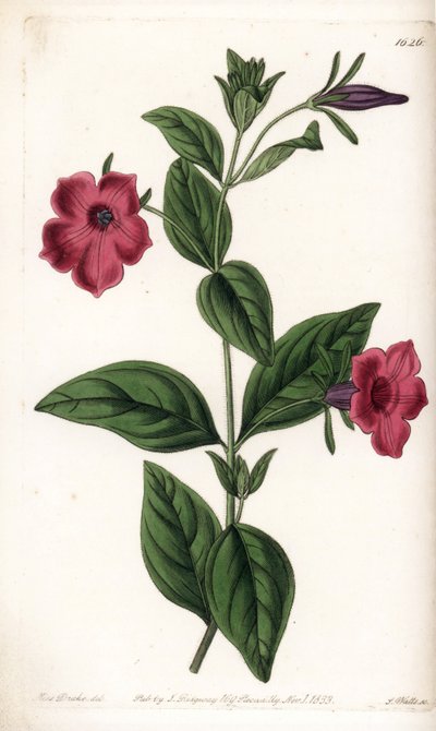 Petunia a fiore viola da Sydenham Teast Edwards