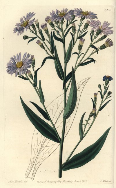 Varietà di aster a fiori viola - Symphyotrichum laeve da Sydenham Teast Edwards