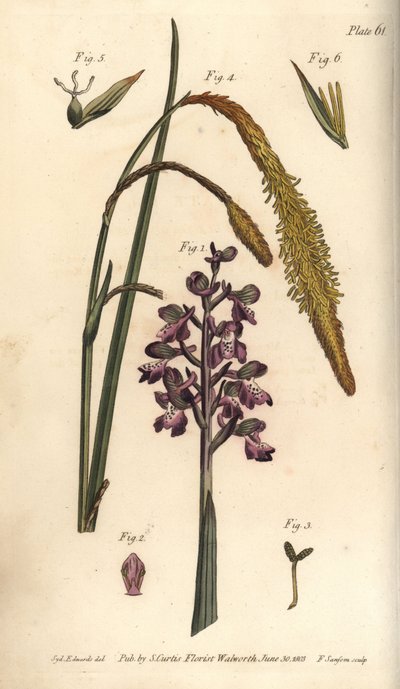 Orchidea viola, Orchis mascula, Gynandria da Sydenham Teast Edwards