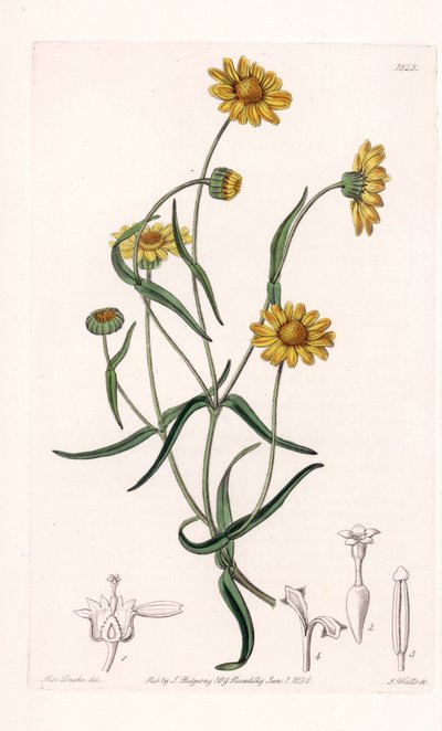 Margherita regina della California da Sydenham Teast Edwards