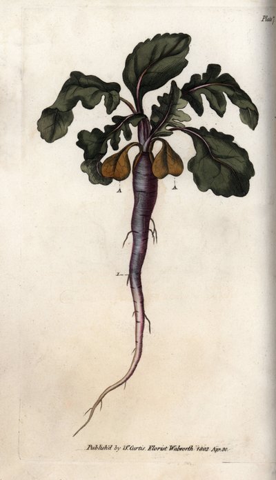 Ravanello, radice potagere da Sydenham Teast Edwards