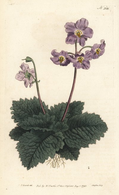 Ramonda dei Pirenei da Sydenham Teast Edwards