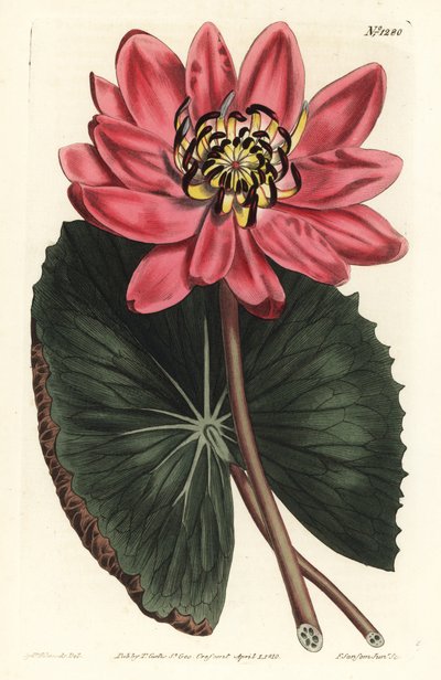 Fiore di loto rosso da Sydenham Teast Edwards