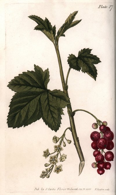 Ribes rosso da Sydenham Teast Edwards