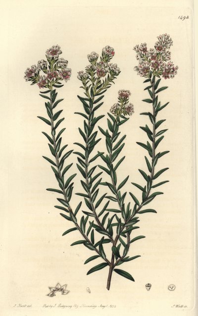 Soulangia rossa, Soulangia rubra da Sydenham Teast Edwards