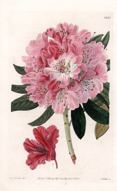 Rododendro Ibrido Variete - Inciso da S. Watts, da un