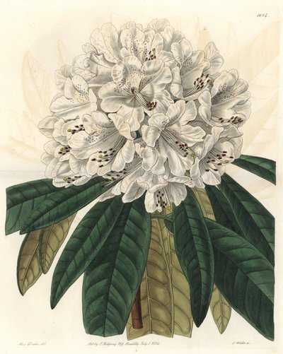 Rododendro o azalea con fiori bianchi, nativa del Nepal da Sydenham Teast Edwards