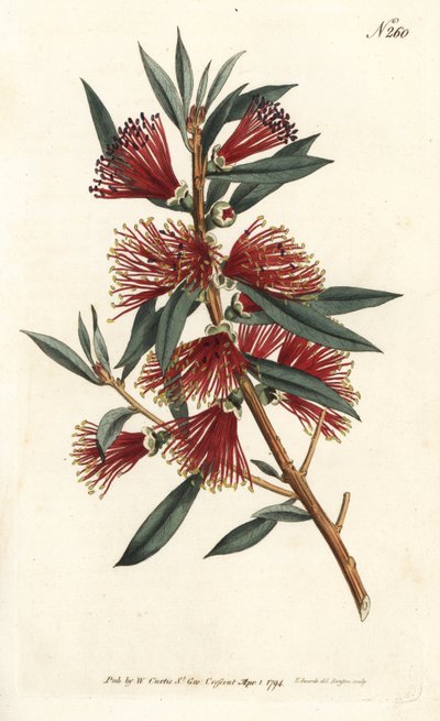 Callistemon citrino, Callistemon citrinus da Sydenham Teast Edwards