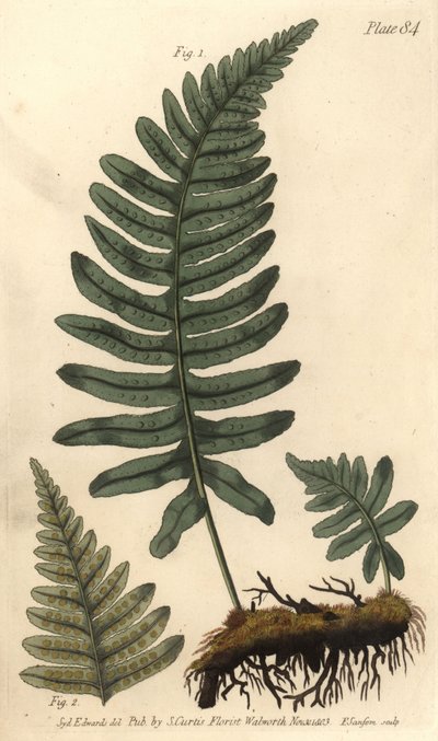 Polipodio comune, Polypodium vulgare da Sydenham Teast Edwards