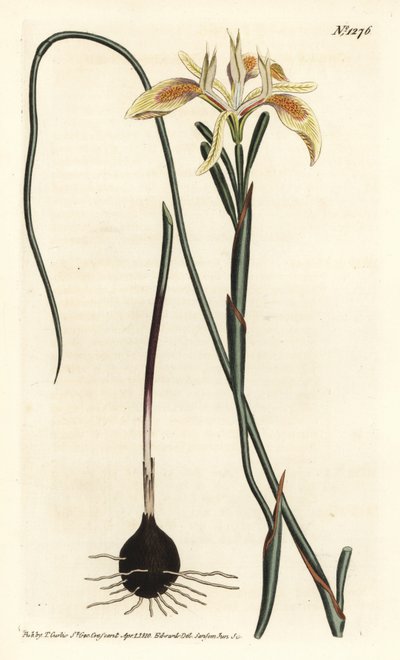 Moraea a foglie arrotolate, Moraea angusta da Sydenham Teast Edwards