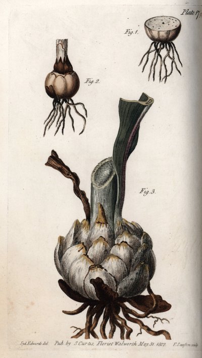 Radice e bulbo di gigli. Incisione a rame colorata, illustrazione di Sydenham Edwards per le Conferenze di Botanica, Giardino Botanico di Lambeth (Inghilterra) da Sydenham Teast Edwards