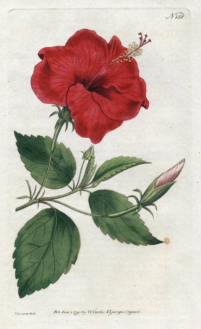 Rosa della Cina da Sydenham Teast Edwards