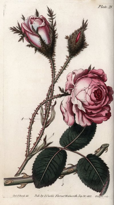 Rosa, fiore di rosa cento petali. Incisione a rame colorata, illustrazione di Sydenham Edwards per le Conferenze di Botanica, Giardino Botanico di Lambeth (Inghilterra) da Sydenham Teast Edwards