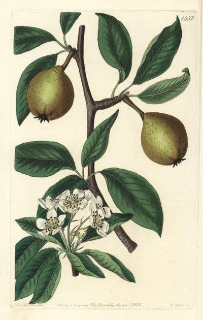 Pyrus salviifolia da Sydenham Teast Edwards