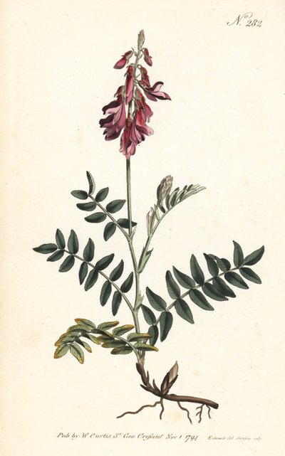 Sulla alpina da Sydenham Teast Edwards