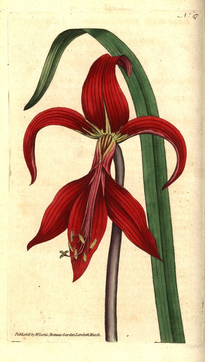 Giglio di San Giacomo - Sprekelia formosissima da Sydenham Teast Edwards