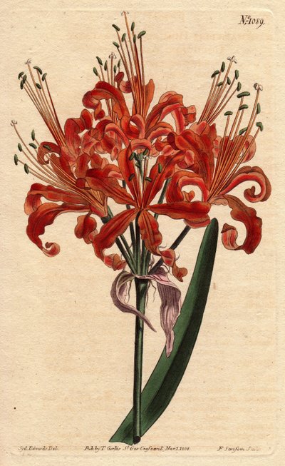 Amaryllis color salmone, con fiore arancione riccio da Sydenham Teast Edwards