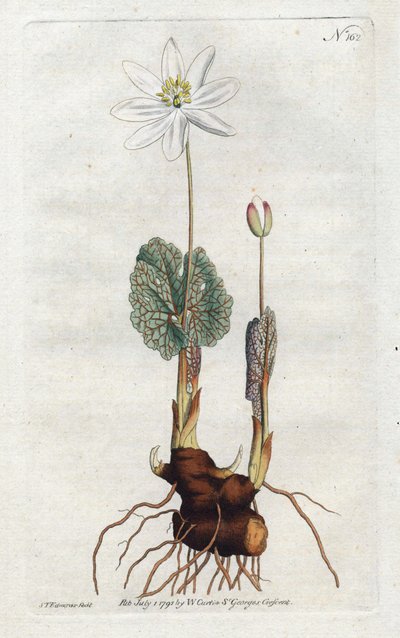 Sanguinaria del Canada da Sydenham Teast Edwards