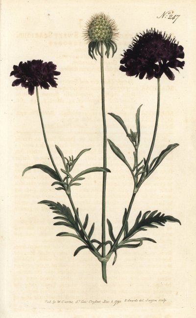 Scabiosa dei giardini, Scabiosa atropurpurea da Sydenham Teast Edwards
