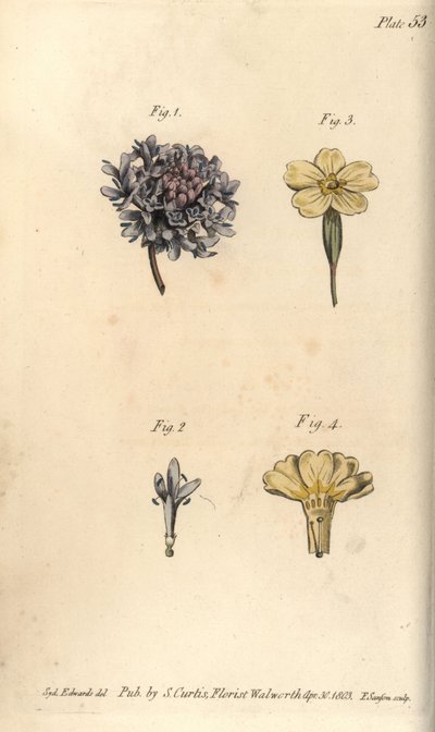 Fiore di scabiosa, Scabiosa atropurpurea, Tetrandria da Sydenham Teast Edwards