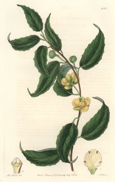 Schisandra con fiori gialli, nativa del Nepal da Sydenham Teast Edwards