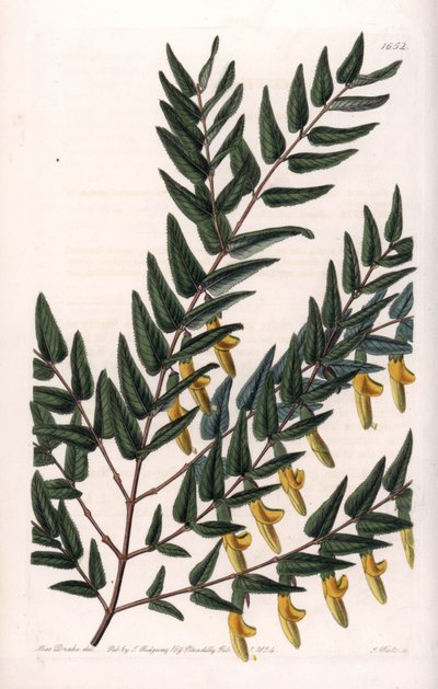 Scotia a rami lisci (incisione di S.Watts, illustrazione di Sarah Anne Drake, dal Botanical Register di Sydenham Edwards) da Sydenham Teast Edwards