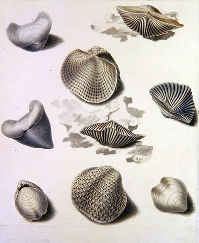 Conchiglie e flora marina da Sydenham Teast Edwards