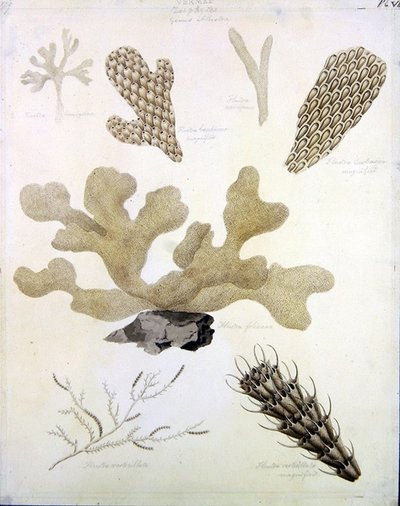 Conchiglie e flora marina da Sydenham Teast Edwards