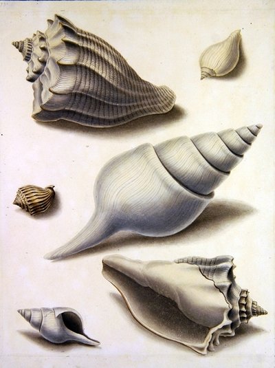 Conchiglie e flora marina da Sydenham Teast Edwards